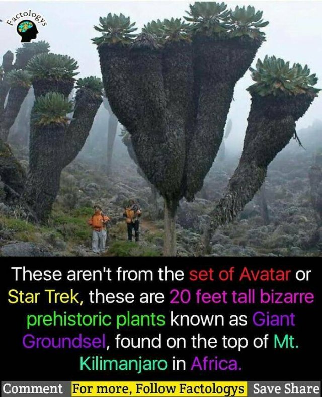 Fascinating Facts (27 pics)