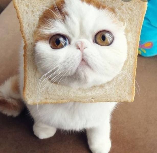 Funny Animals (52 pics)