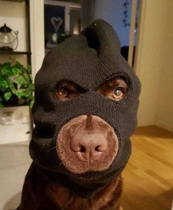 Funny Animals (52 pics)