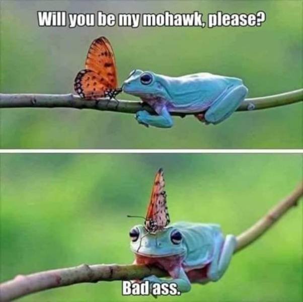 Funny Animals (52 pics)