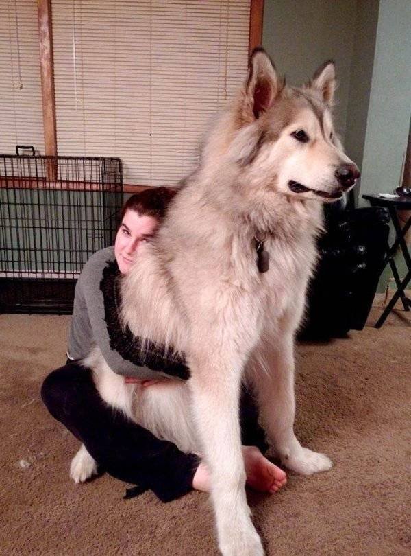 Funny Animals (52 pics)
