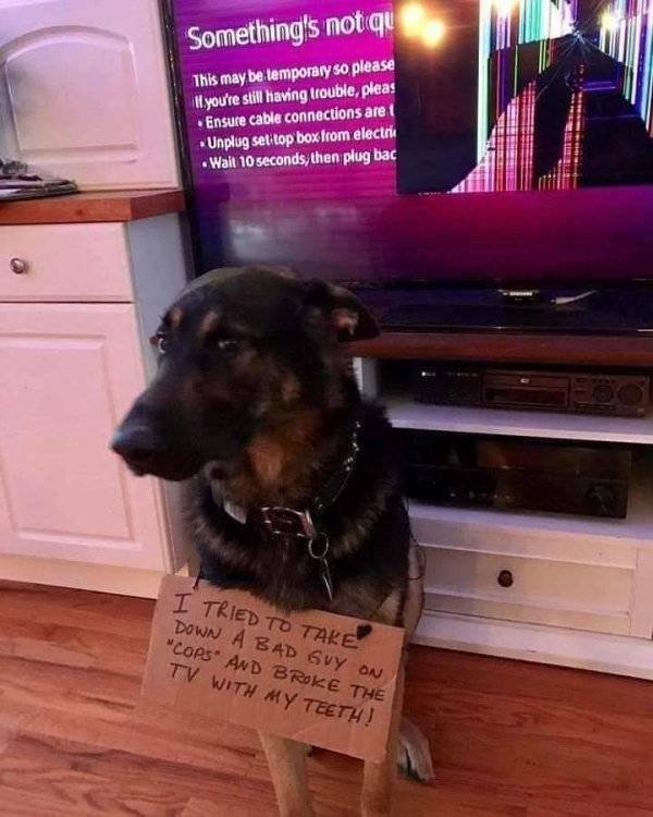 Funny Animals (52 pics)