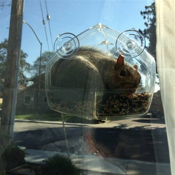 Funny Animals (52 pics)
