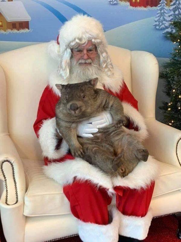 Cute And Funny Pets (55 pics)