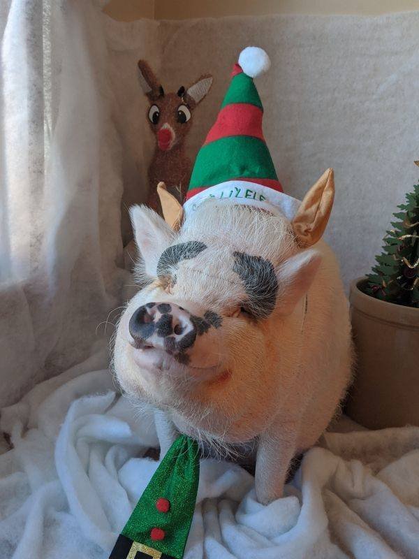 Cute And Funny Pets (55 pics)