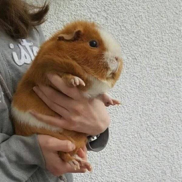 Funny Animals (52 pics)
