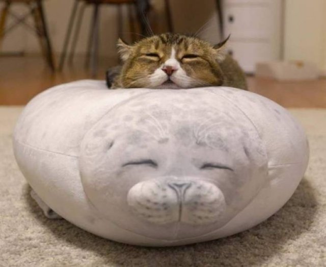 Funny Animals (52 pics)
