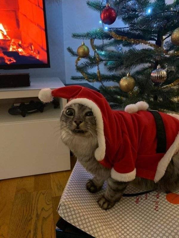 Funny Animals (52 pics)