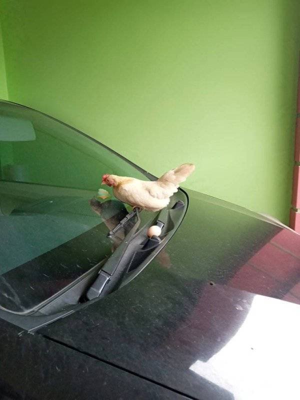 Funny Animals (52 pics)