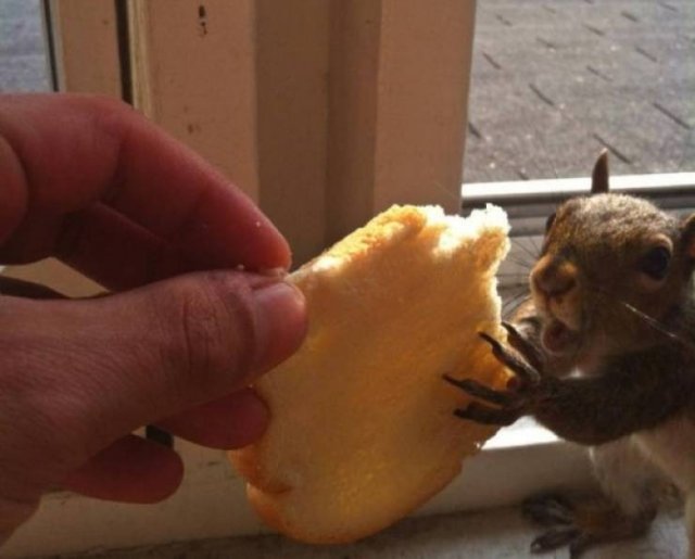 Funny Animals (52 pics)