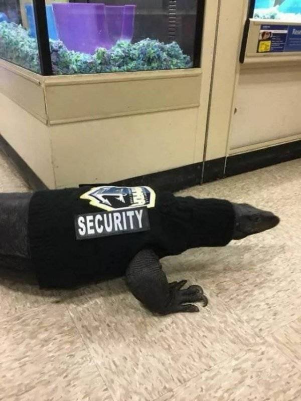 Funny Animals (52 pics)
