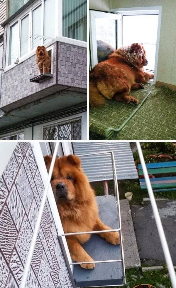 Funny Animals (52 pics)