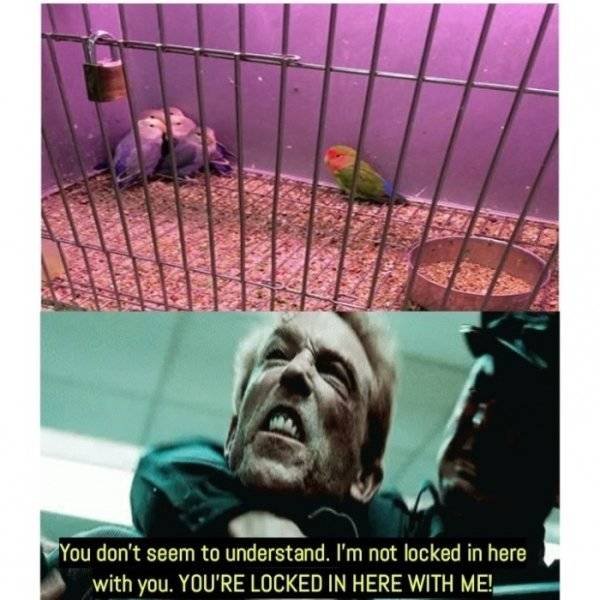 Funny Animals (52 pics)