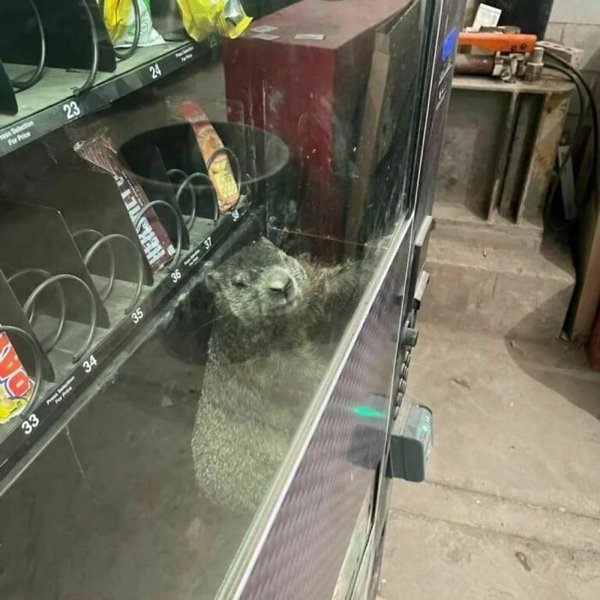 Unexpected Encounters (33 pics)