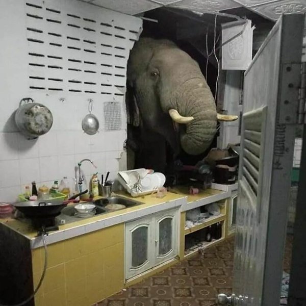 Unexpected Encounters (33 pics)