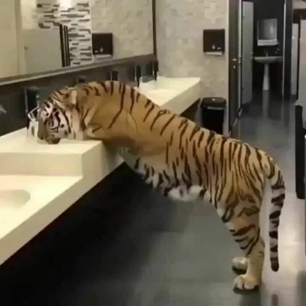 Unexpected Encounters (33 pics)