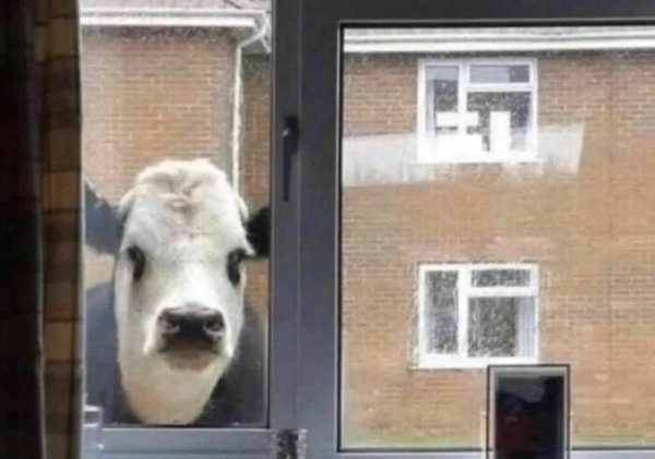 Unexpected Encounters (33 pics)