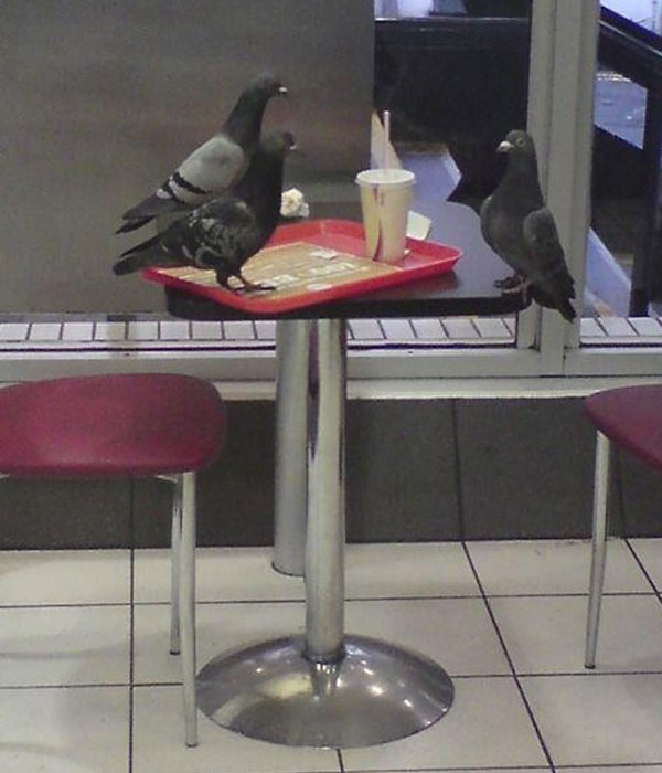 Unexpected Encounters (33 pics)