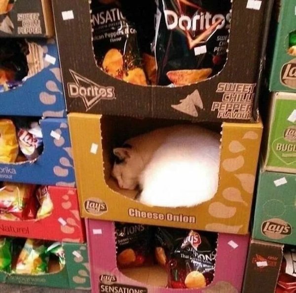 Unexpected Encounters (33 pics)