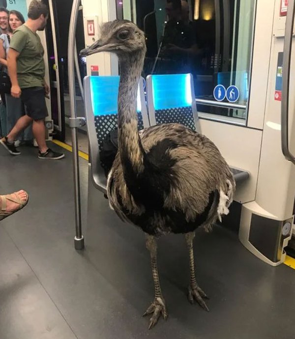 Unexpected Encounters (33 pics)