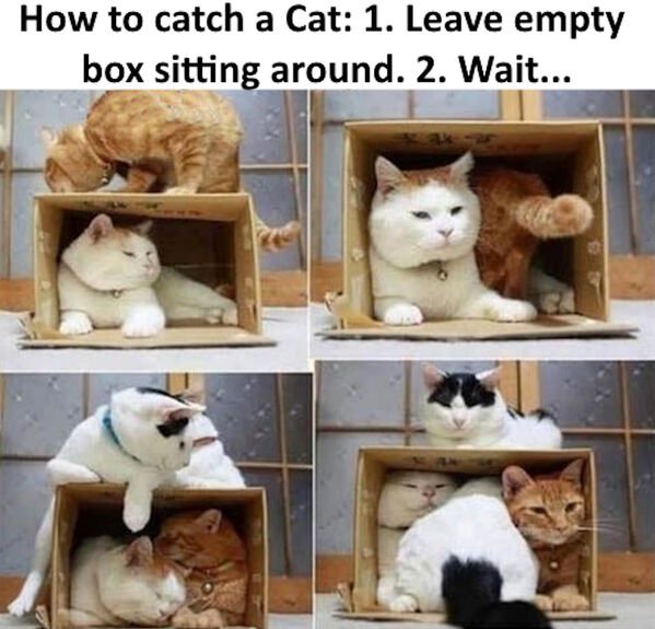 Funny Cats (28 pics)