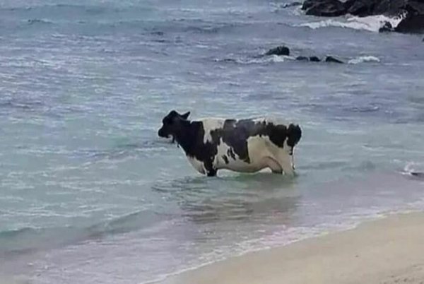 Unexpected Encounters (33 pics)