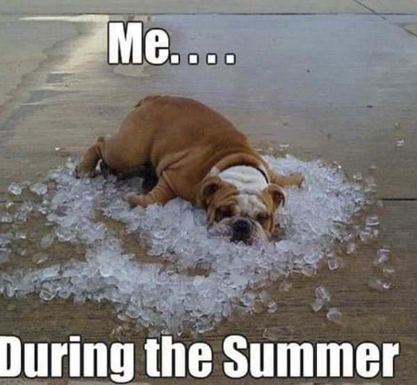 Summer Memes (25 pics)