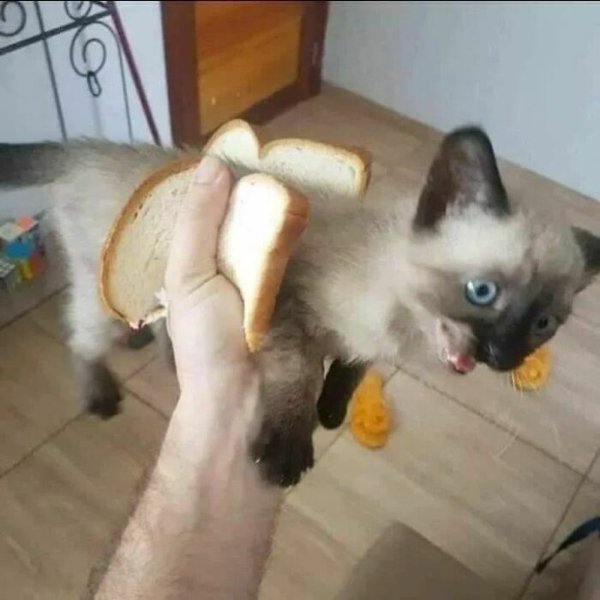 Unexpected Encounters (33 pics)