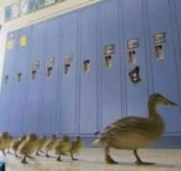 Unexpected Encounters (33 pics)