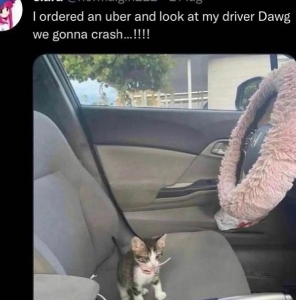 Unexpected Encounters (33 pics)