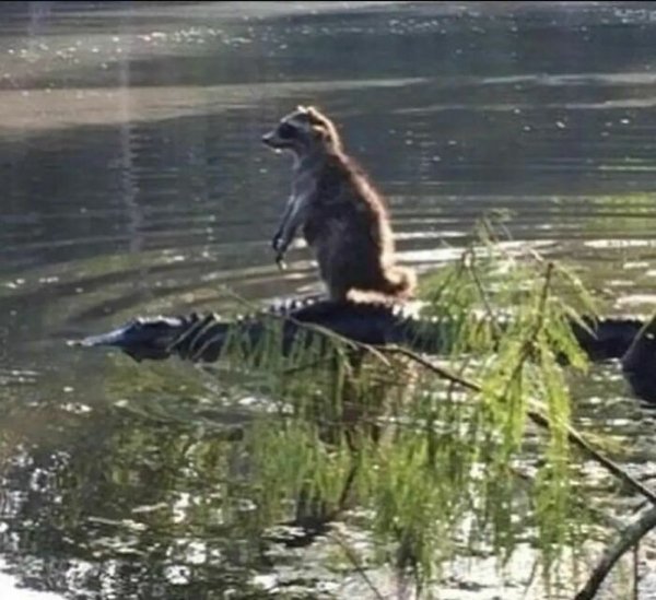 Unexpected Encounters (33 pics)