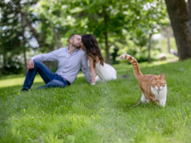 Funny Cats (20 pics)