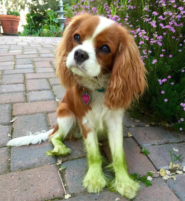 Don't Play With Dogs In The Grass (21 pics)