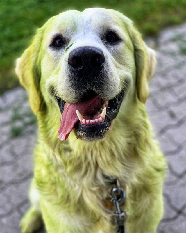 Don't Play With Dogs In The Grass (21 pics)