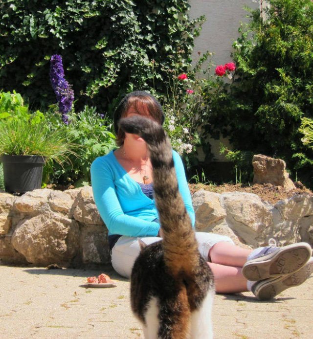 Funny Cats (20 pics)