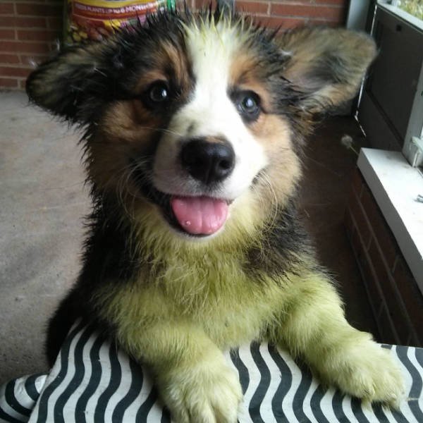 Don't Play With Dogs In The Grass (21 pics)