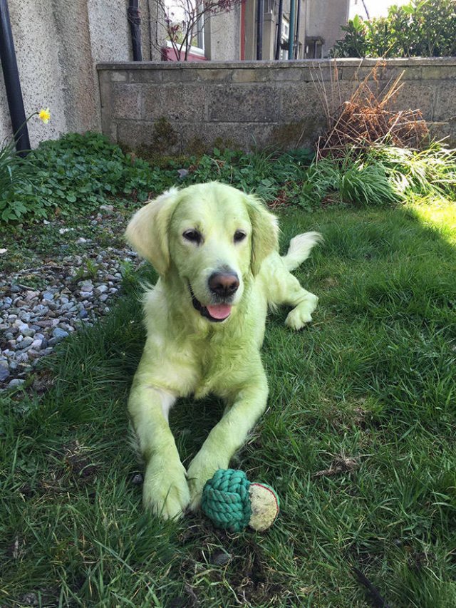 Don't Play With Dogs In The Grass (21 pics)