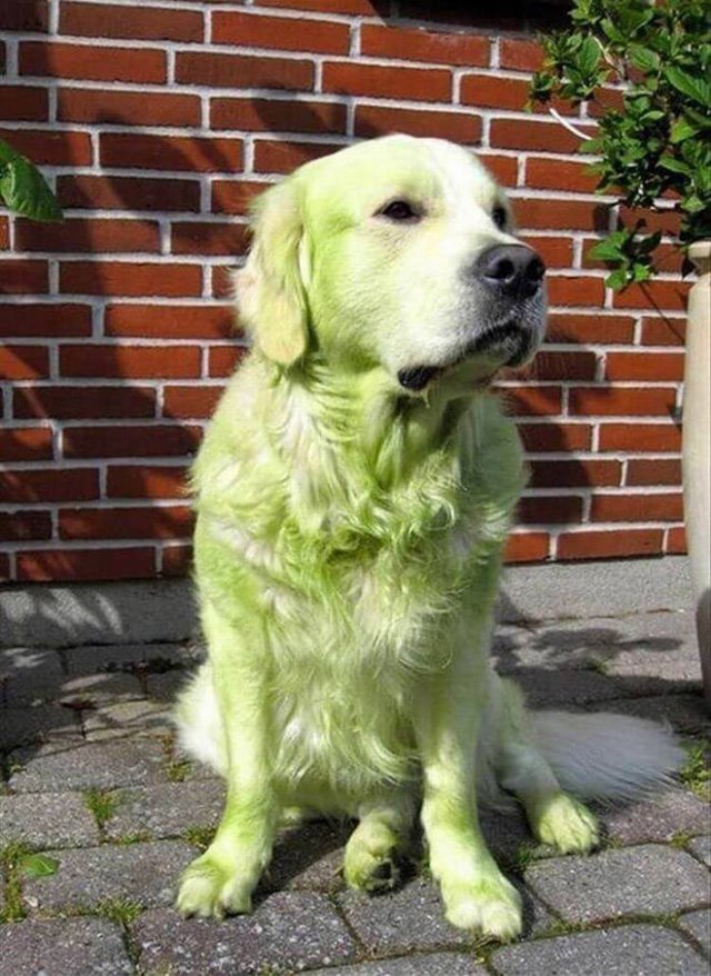 Don't Play With Dogs In The Grass (21 pics)