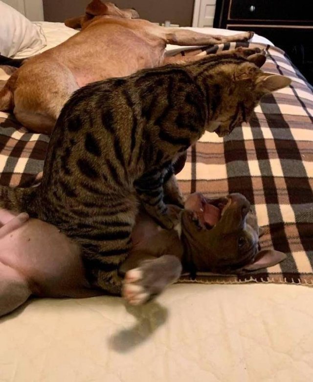 Very Brazen Pets (20 pics)