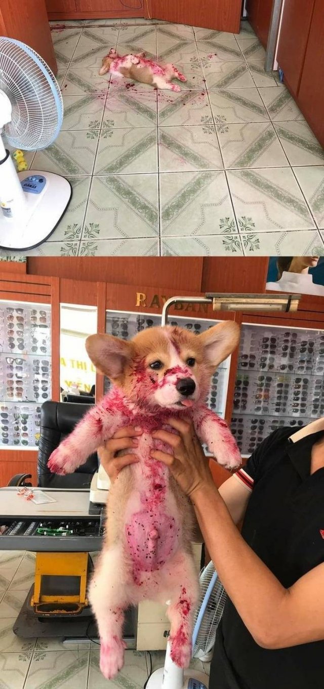 Very Brazen Pets (20 pics)