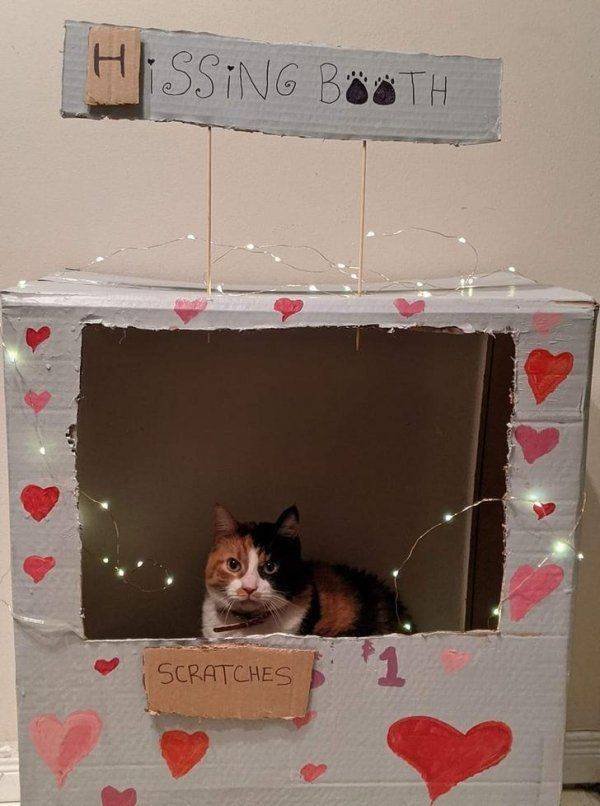 Funny Animals (50 pics)