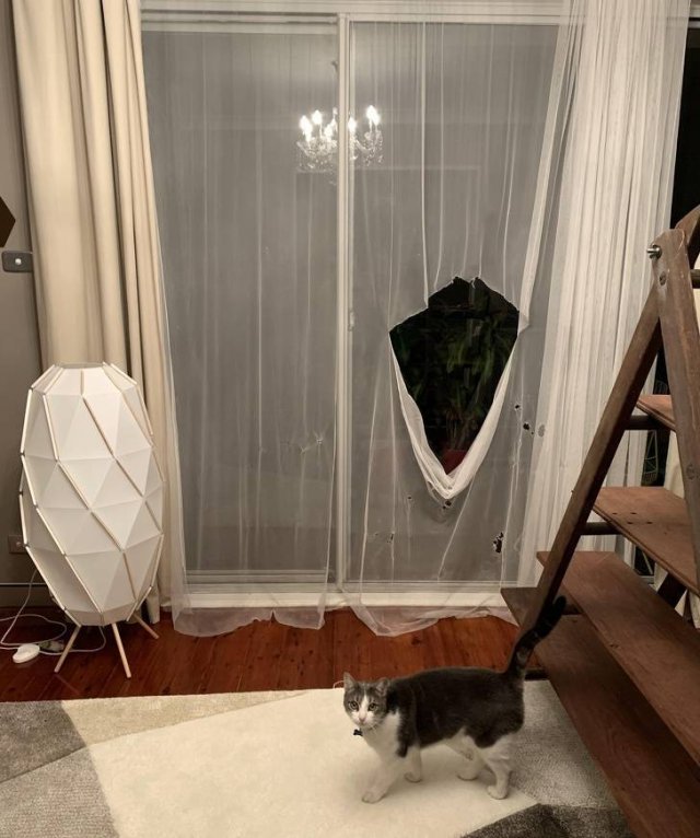 Very Brazen Pets (20 pics)