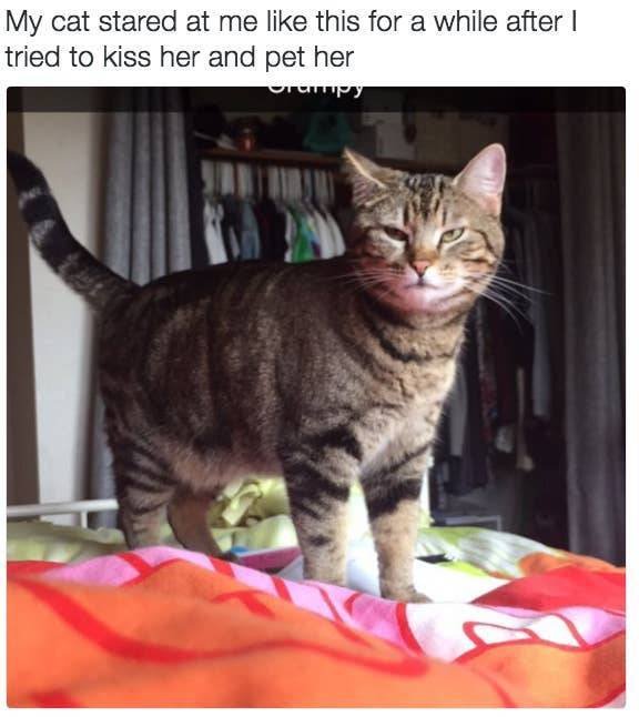 They Don't Like "Their" People (19 pics)