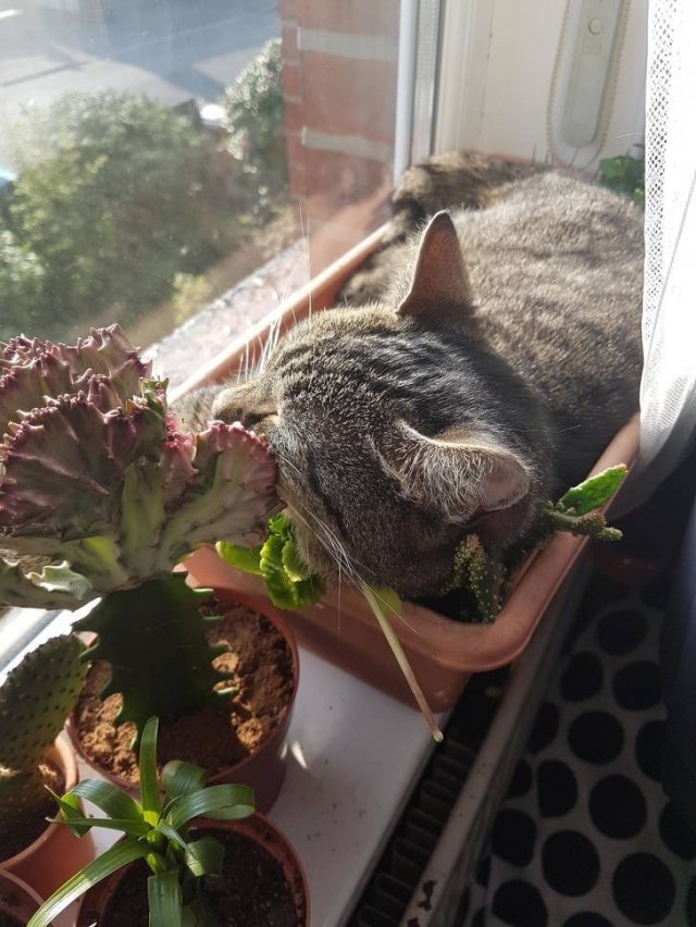 Very Brazen Pets (20 pics)