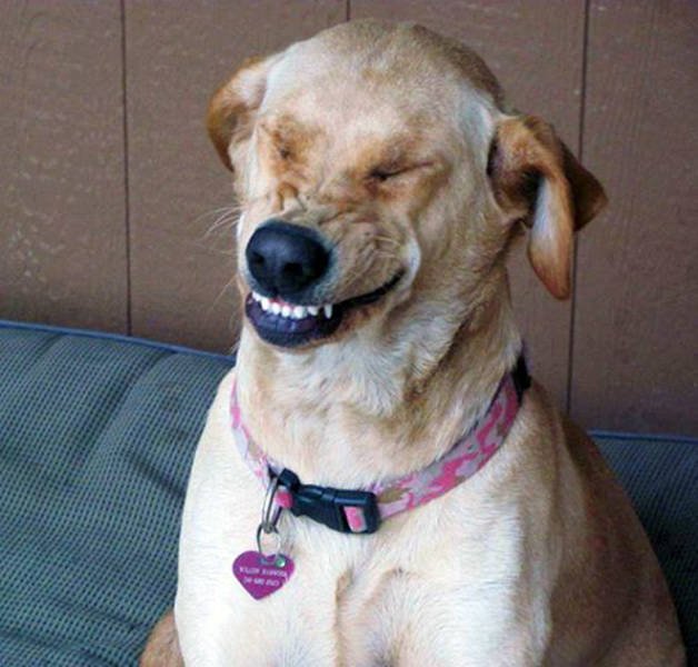 Dogs Sneeze Funnier Than Humans (21 pics)