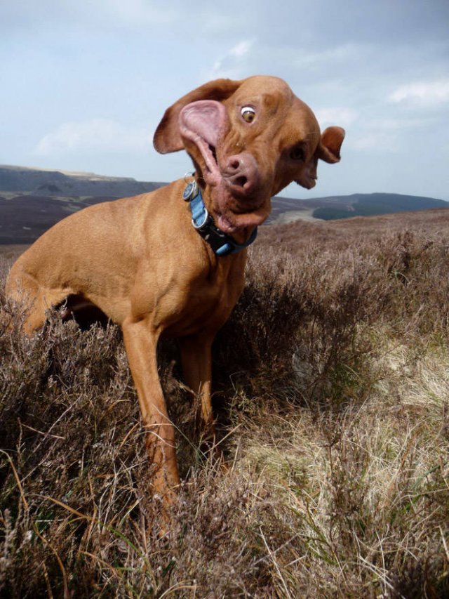Dogs Sneeze Funnier Than Humans (21 pics)