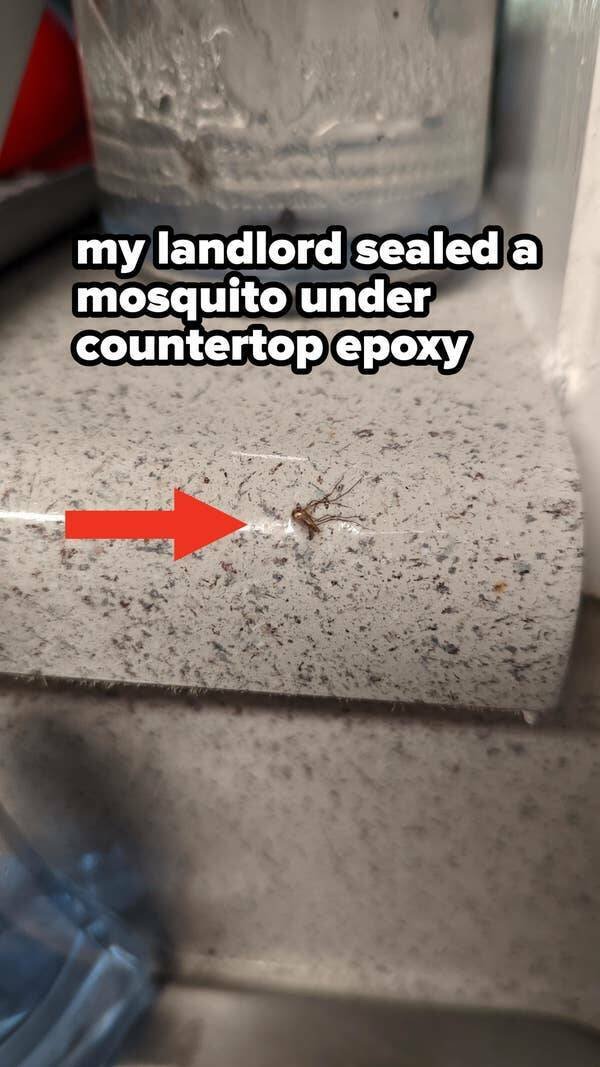 Weird Landlords (25 pics)