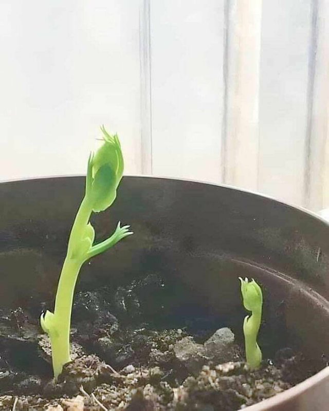Examples Of Pareidolia (15 pics)