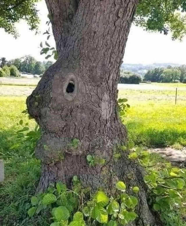 Examples Of Pareidolia (15 pics)