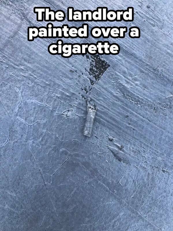 Weird Landlords (25 pics)